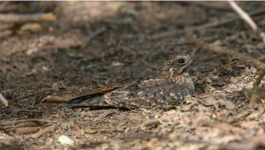 Standard-winged Nightjar (female)